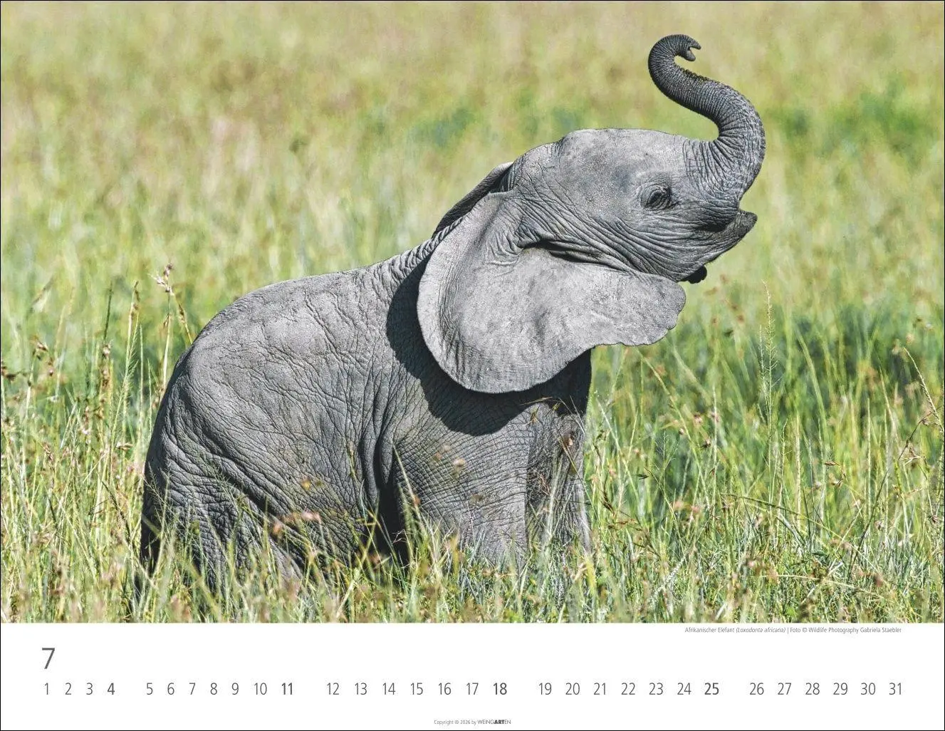 Bild: 9783839904251 | Elefantenbabys Kalender 2027 | Kalender | Tierkalender Weingarten