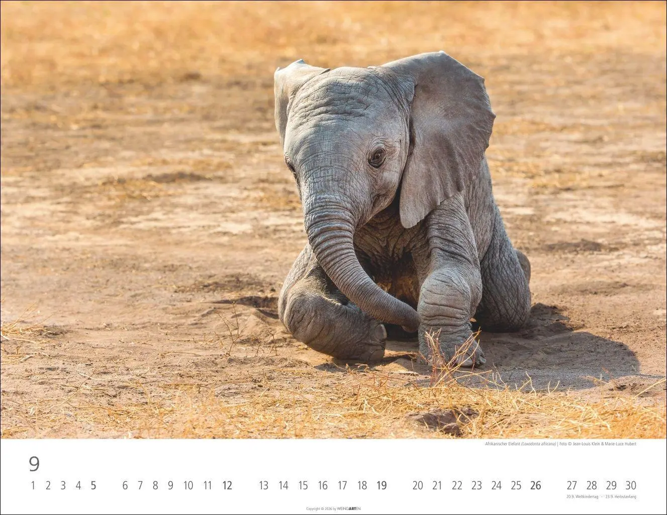 Bild: 9783839904251 | Elefantenbabys Kalender 2027 | Kalender | Tierkalender Weingarten