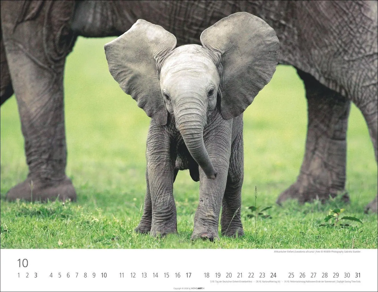 Bild: 9783839904251 | Elefantenbabys Kalender 2027 | Kalender | Tierkalender Weingarten