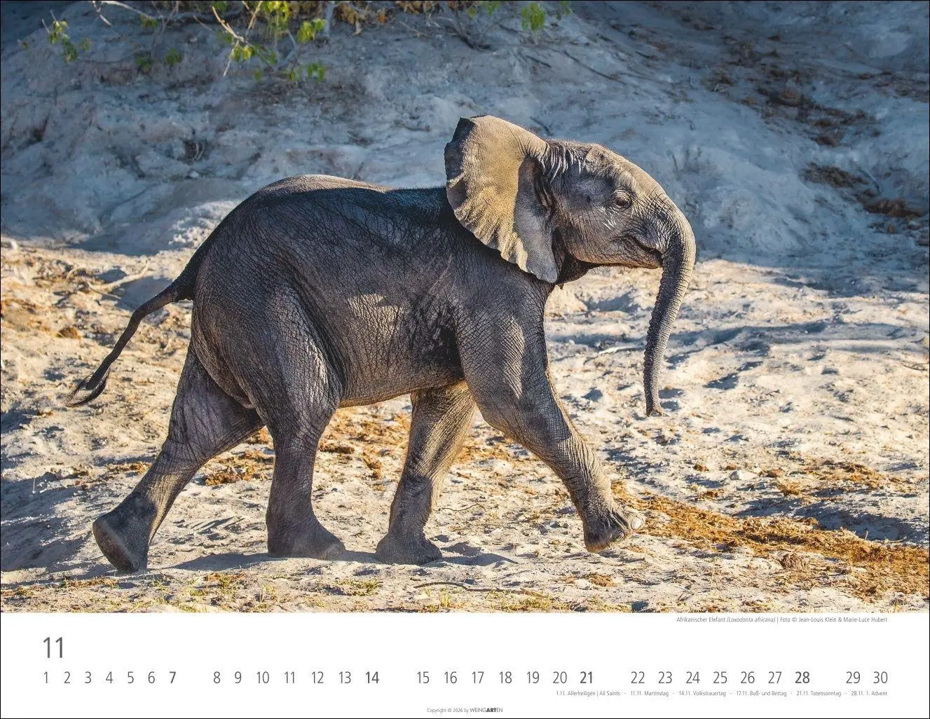 Bild: 9783839904251 | Elefantenbabys Kalender 2027 | Kalender | Tierkalender Weingarten