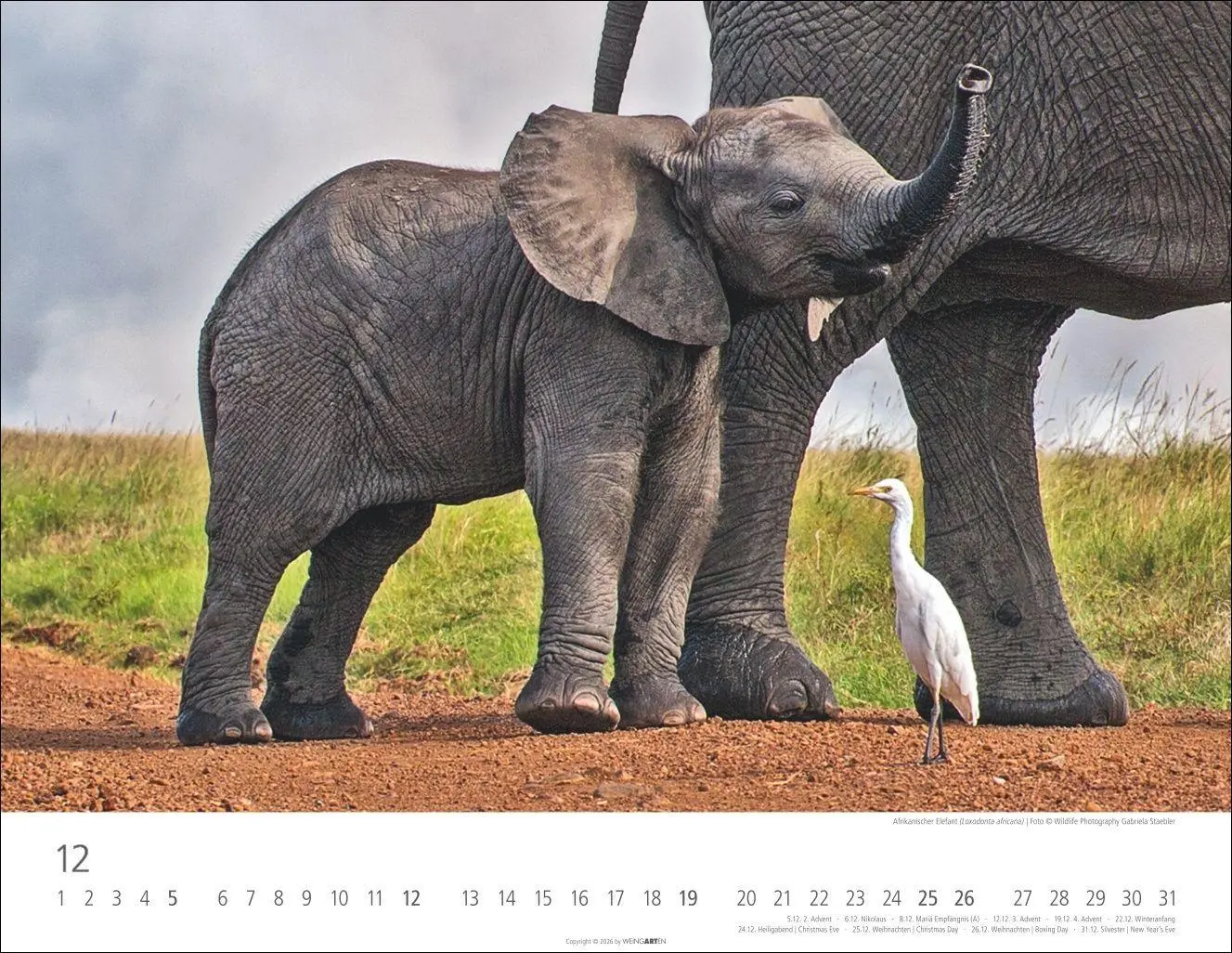 Bild: 9783839904251 | Elefantenbabys Kalender 2027 | Kalender | Tierkalender Weingarten