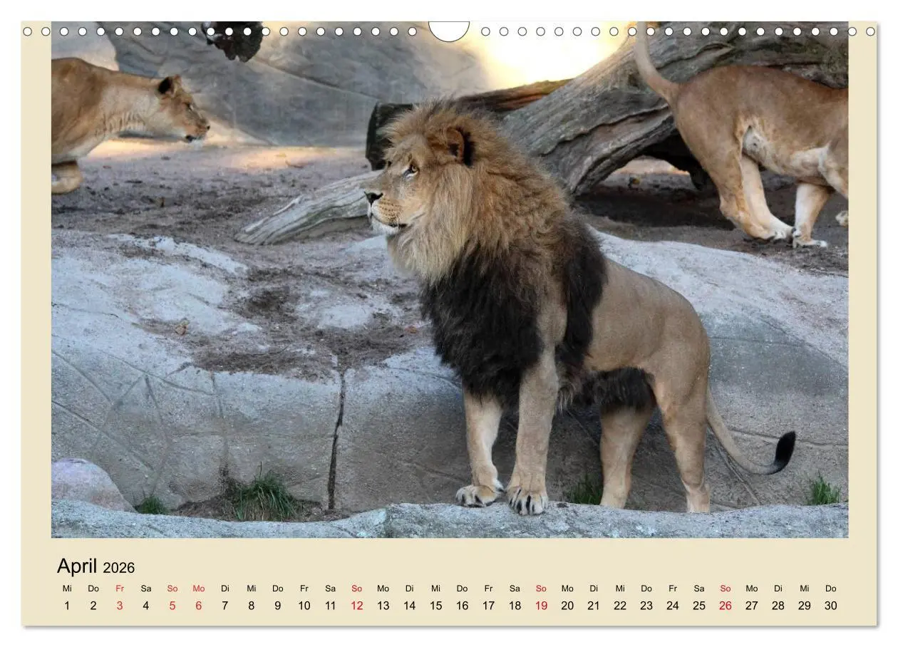 Bild: 9783516224351 | Löwen im Tierpark Hagenbeck (Wandkalender 2026 DIN A3 quer),...