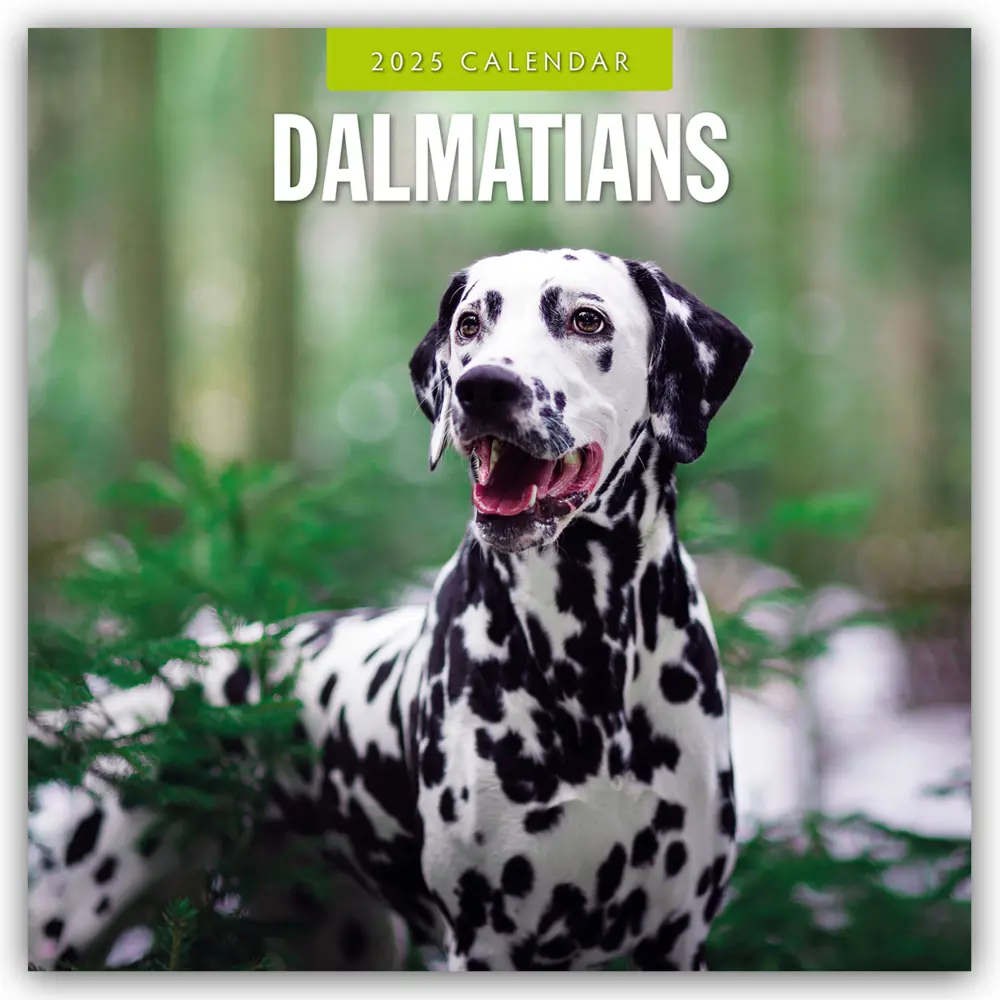 Cover: 9781804424551 | Dalmatians - Dalmatiner 2025 - 16-Monatskalender | Ltd | Kalender