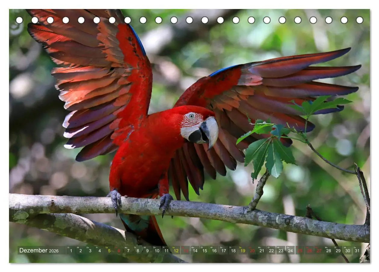 Bild: 9783457804551 | Aras im Pantanal (Tischkalender 2026 DIN A5 quer), CALVENDO...