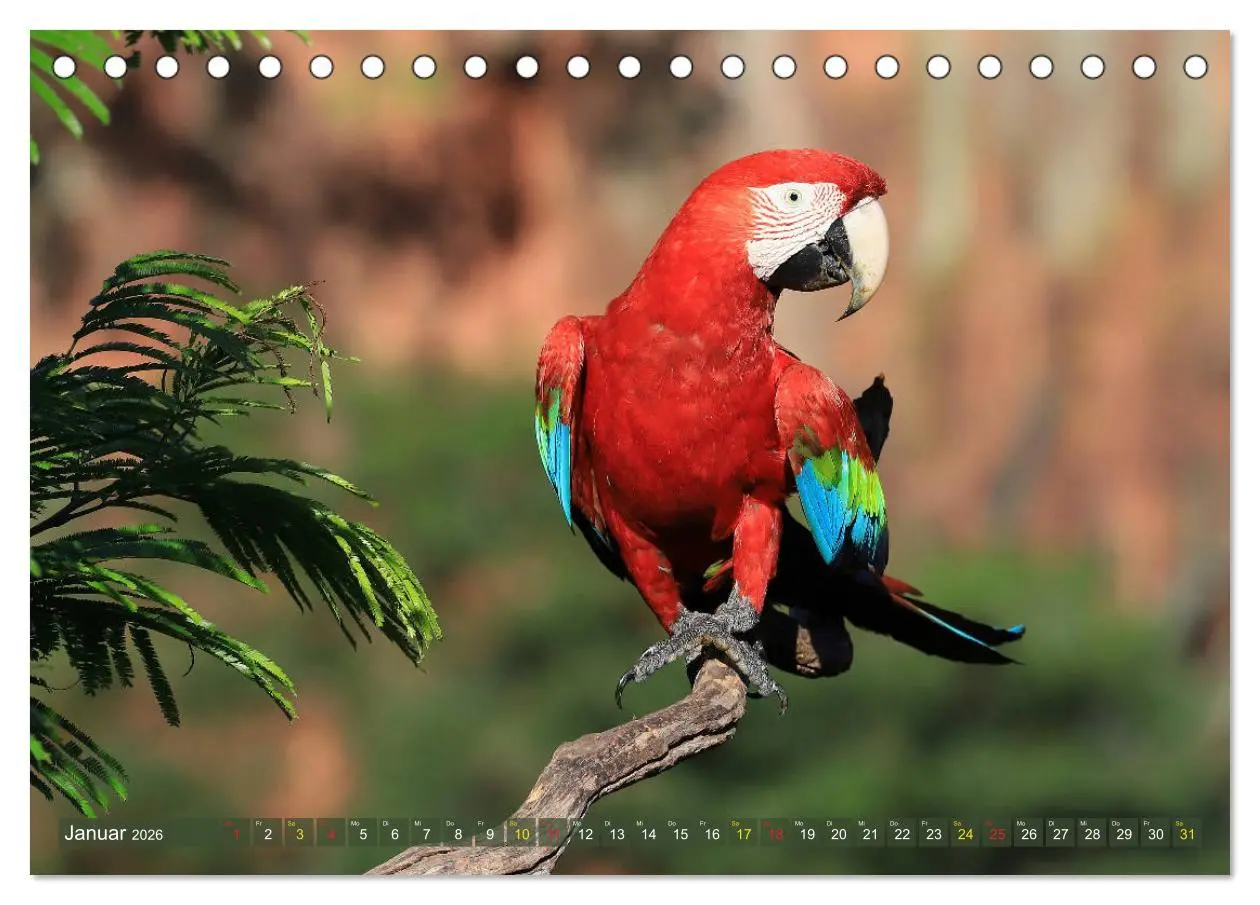 Bild: 9783457804551 | Aras im Pantanal (Tischkalender 2026 DIN A5 quer), CALVENDO...