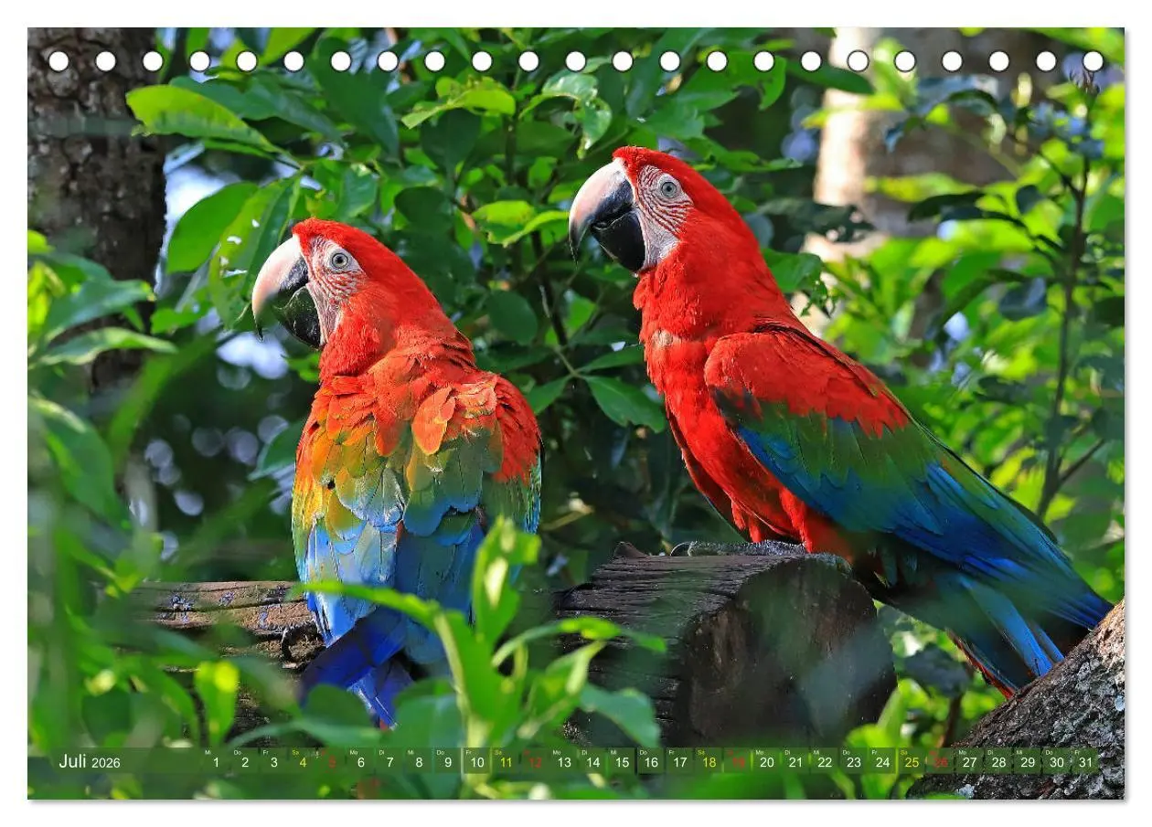 Bild: 9783457804551 | Aras im Pantanal (Tischkalender 2026 DIN A5 quer), CALVENDO...