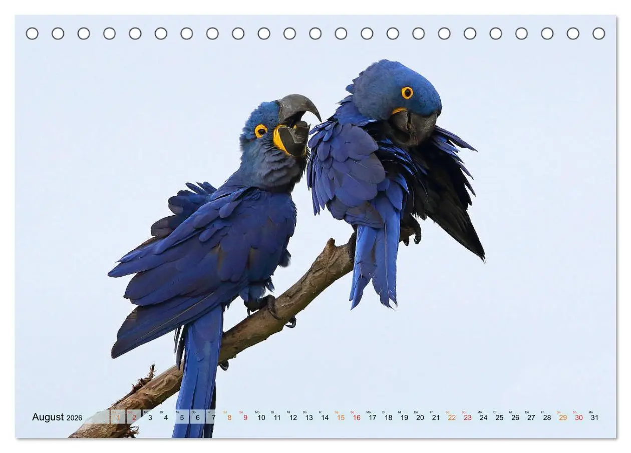 Bild: 9783457804551 | Aras im Pantanal (Tischkalender 2026 DIN A5 quer), CALVENDO...