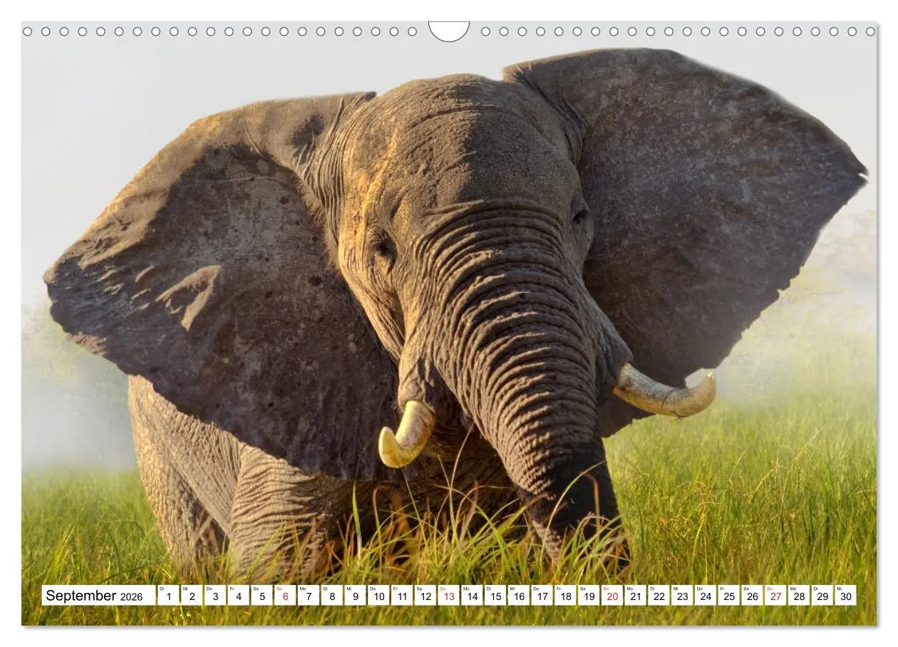 Bild: 9783457724651 | Namibia &amp; Botswana (Wandkalender 2026 DIN A3 quer), CALVENDO...
