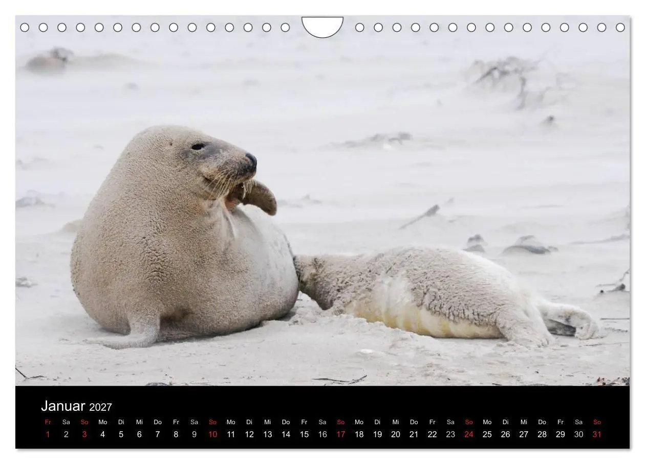 Bild: 9783594024751 | Faszination Kegelrobben und Seehunde 2027 (Wandkalender 2027 DIN A4...