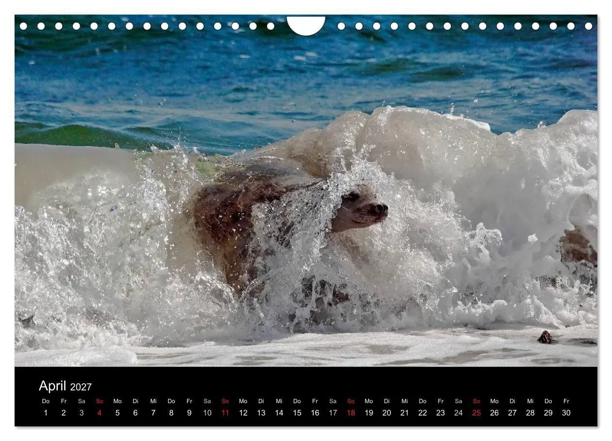 Bild: 9783594024751 | Faszination Kegelrobben und Seehunde 2027 (Wandkalender 2027 DIN A4...