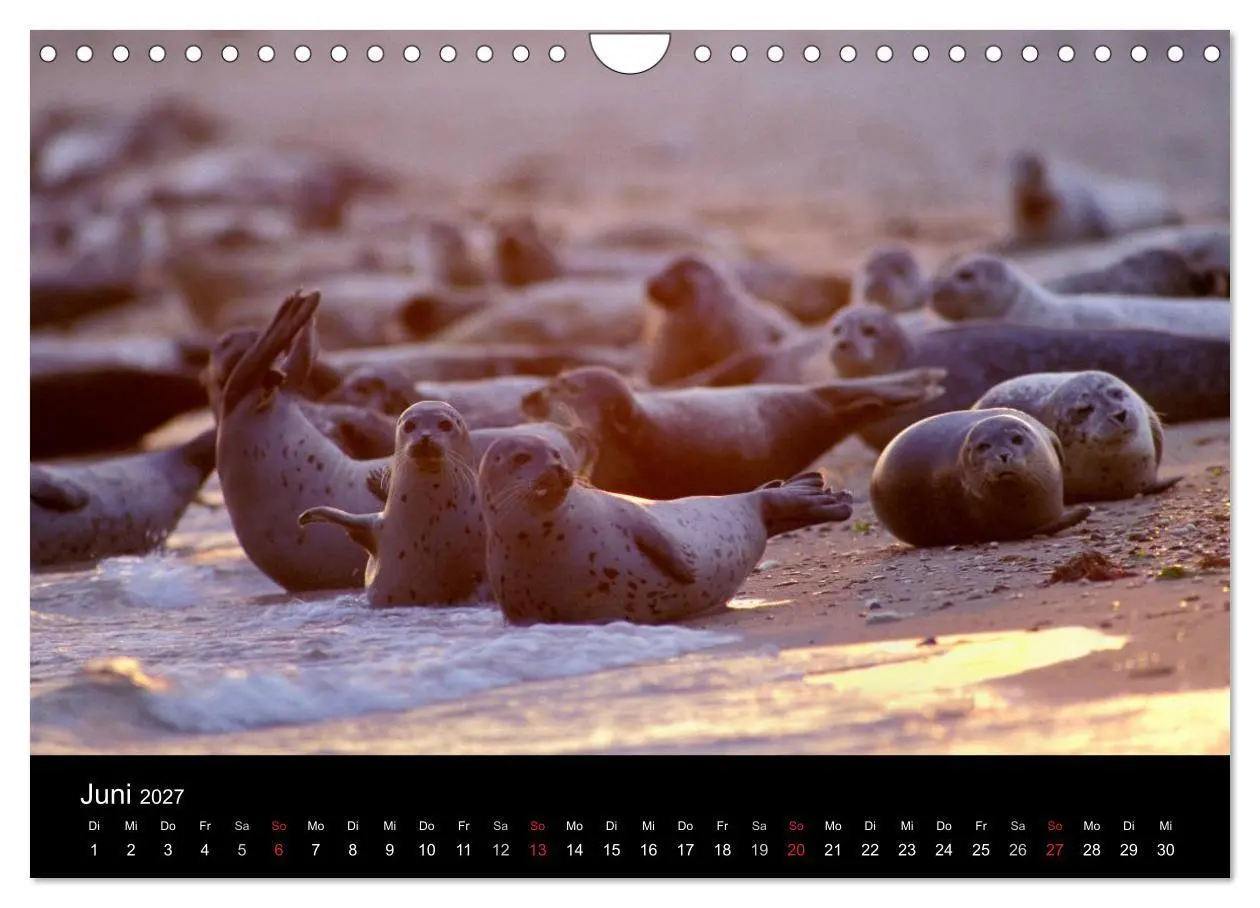Bild: 9783594024751 | Faszination Kegelrobben und Seehunde 2027 (Wandkalender 2027 DIN A4...
