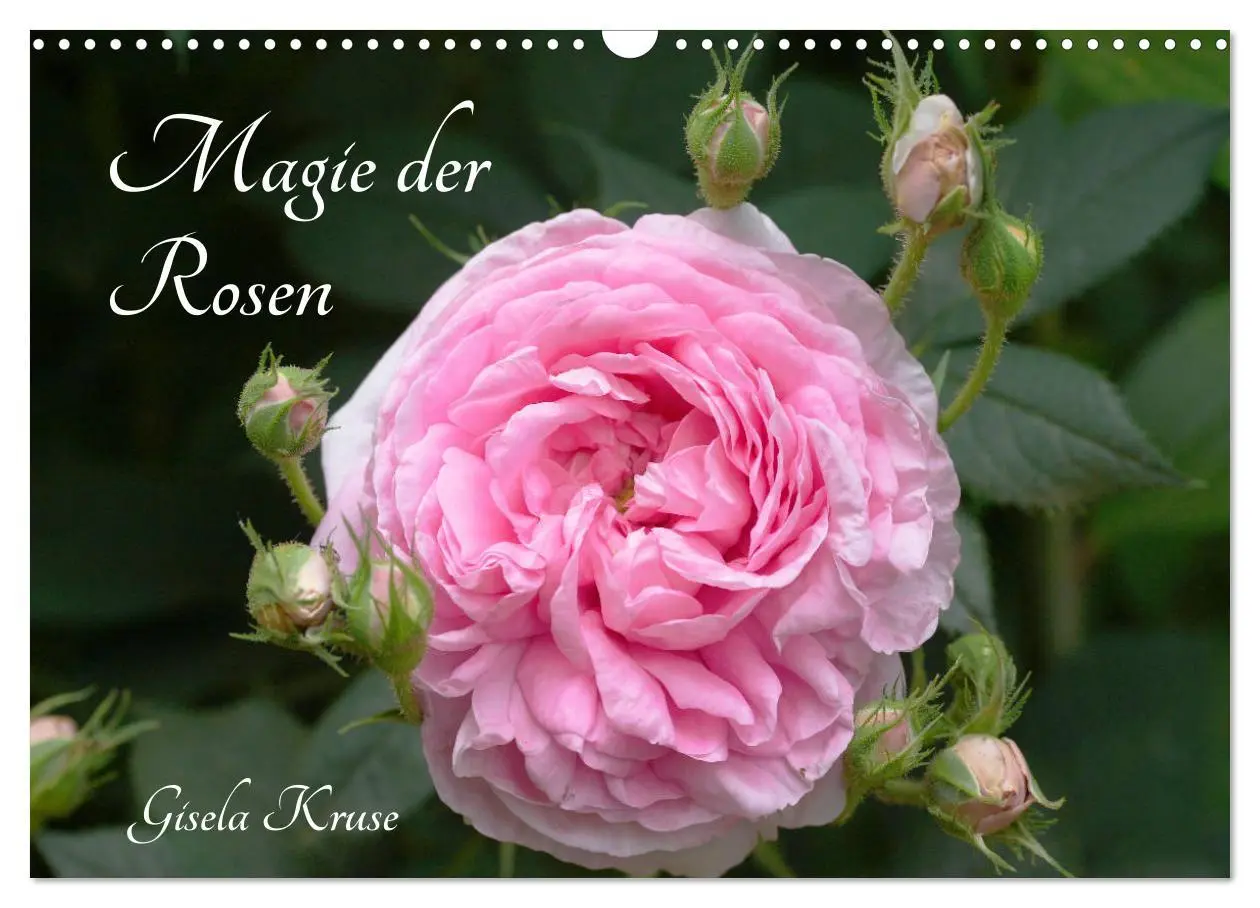 Cover: 9783435234851 | Magie der Rosen (Wandkalender 2025 DIN A3 quer), CALVENDO...