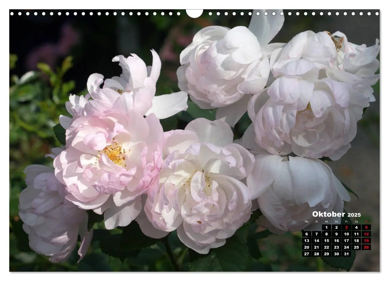 Bild: 9783435234851 | Magie der Rosen (Wandkalender 2025 DIN A3 quer), CALVENDO...