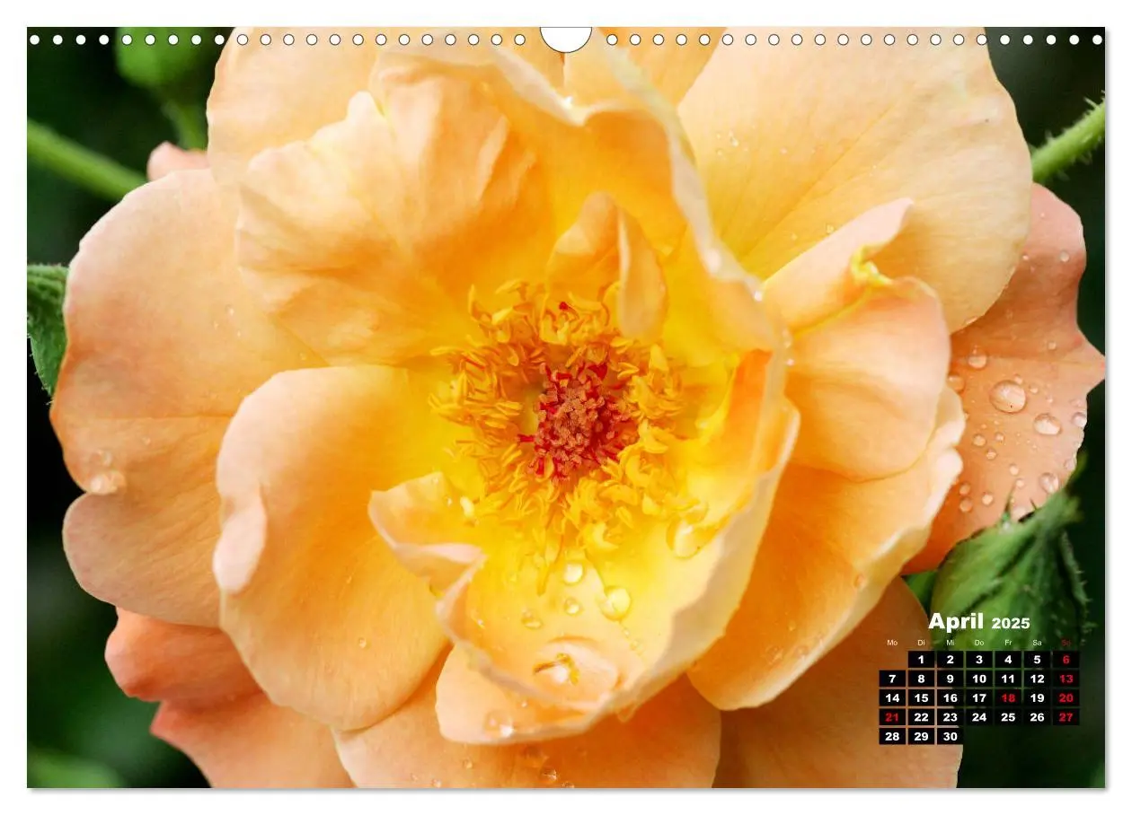 Bild: 9783435234851 | Magie der Rosen (Wandkalender 2025 DIN A3 quer), CALVENDO...