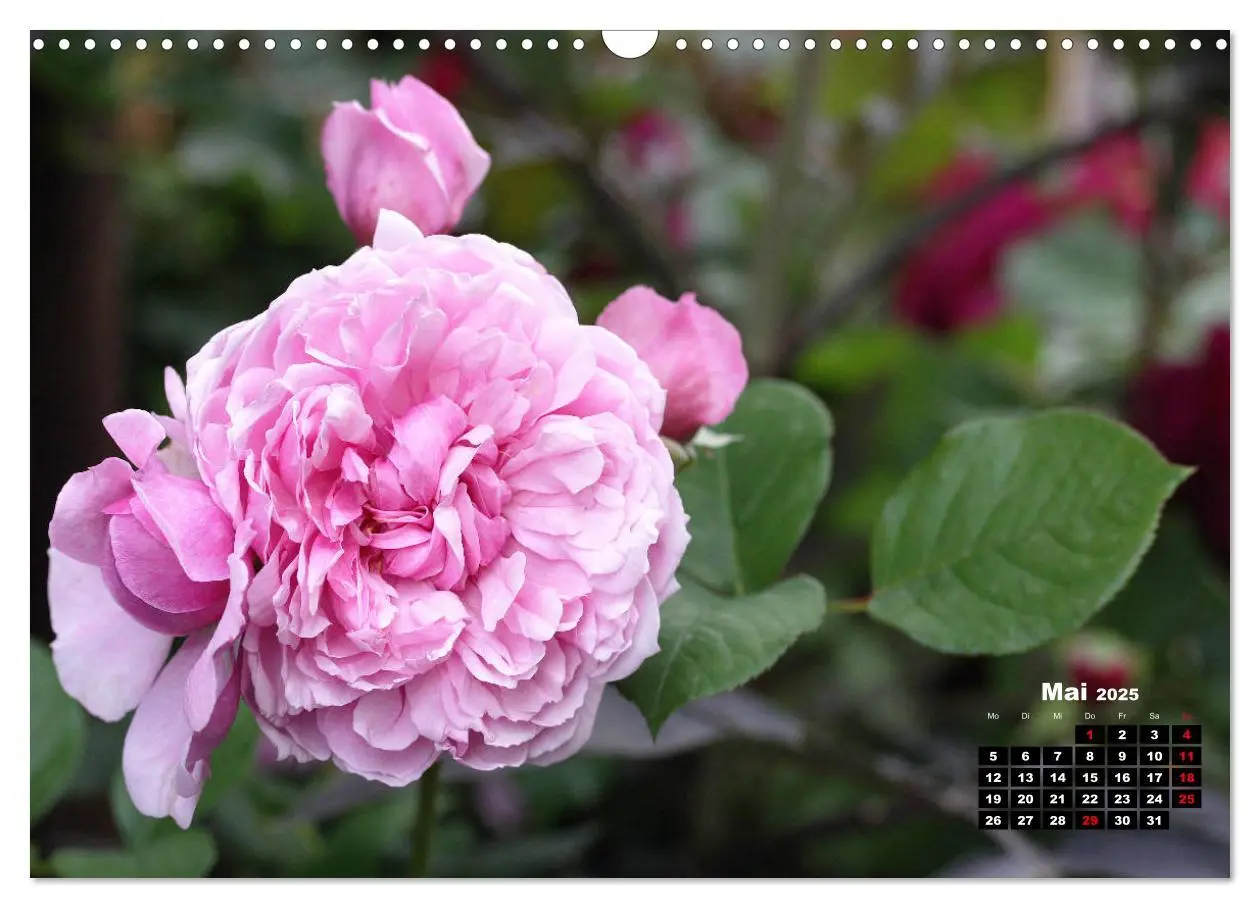 Bild: 9783435234851 | Magie der Rosen (Wandkalender 2025 DIN A3 quer), CALVENDO...