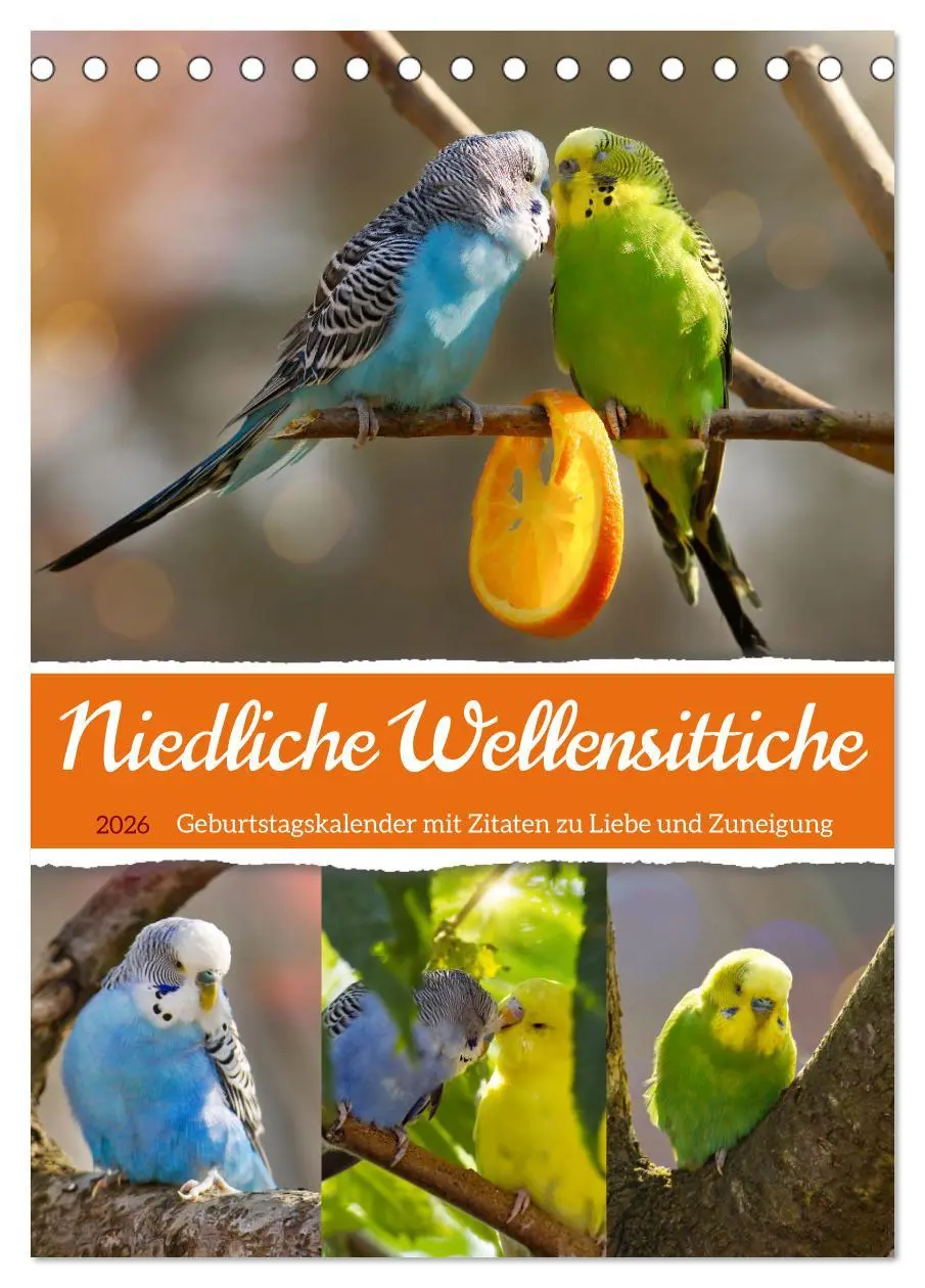 Cover: 9783516334951 | Niedliche Wellensittiche (Tischkalender 2026 DIN A5 hoch), CALVENDO...