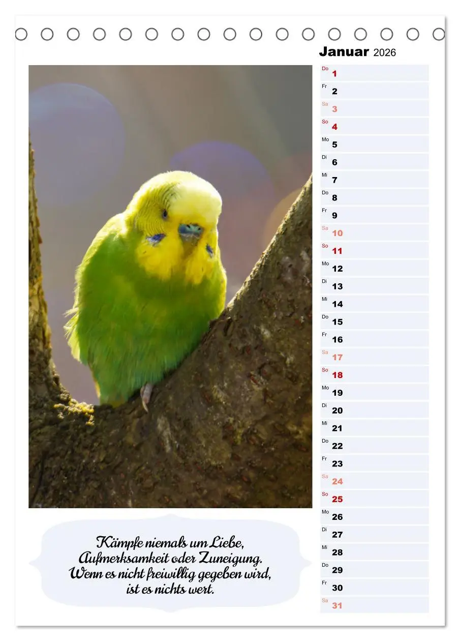 Bild: 9783516334951 | Niedliche Wellensittiche (Tischkalender 2026 DIN A5 hoch), CALVENDO...