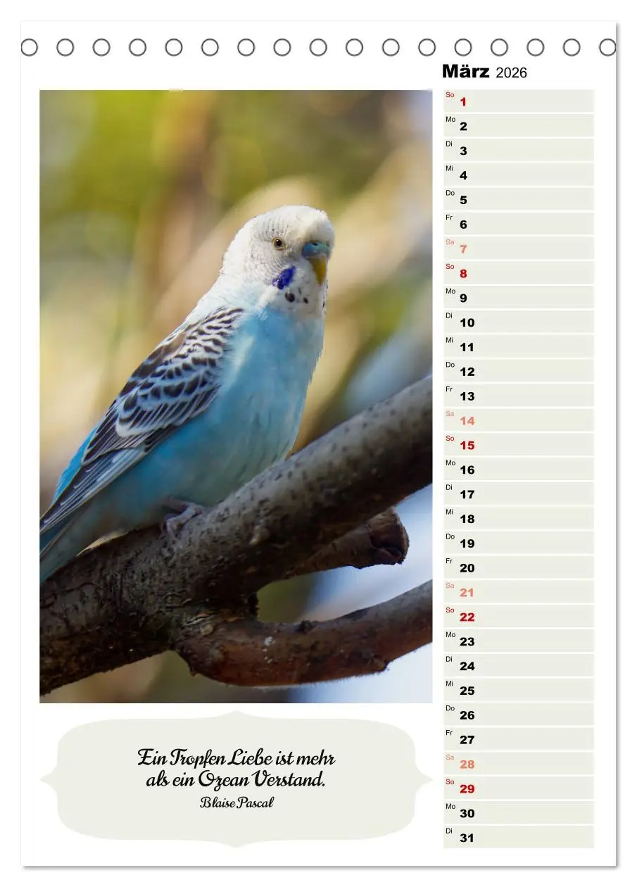 Bild: 9783516334951 | Niedliche Wellensittiche (Tischkalender 2026 DIN A5 hoch), CALVENDO...