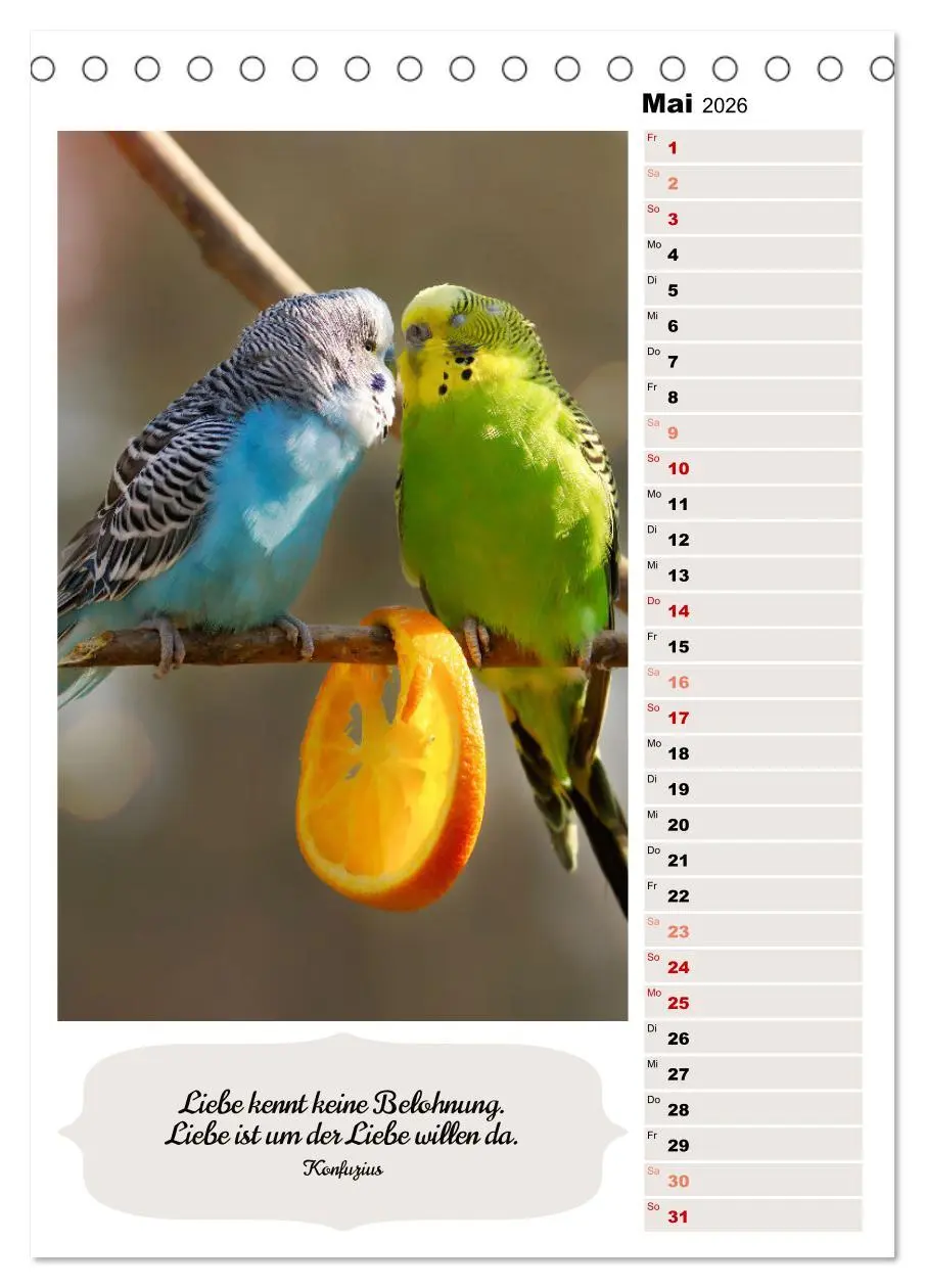 Bild: 9783516334951 | Niedliche Wellensittiche (Tischkalender 2026 DIN A5 hoch), CALVENDO...