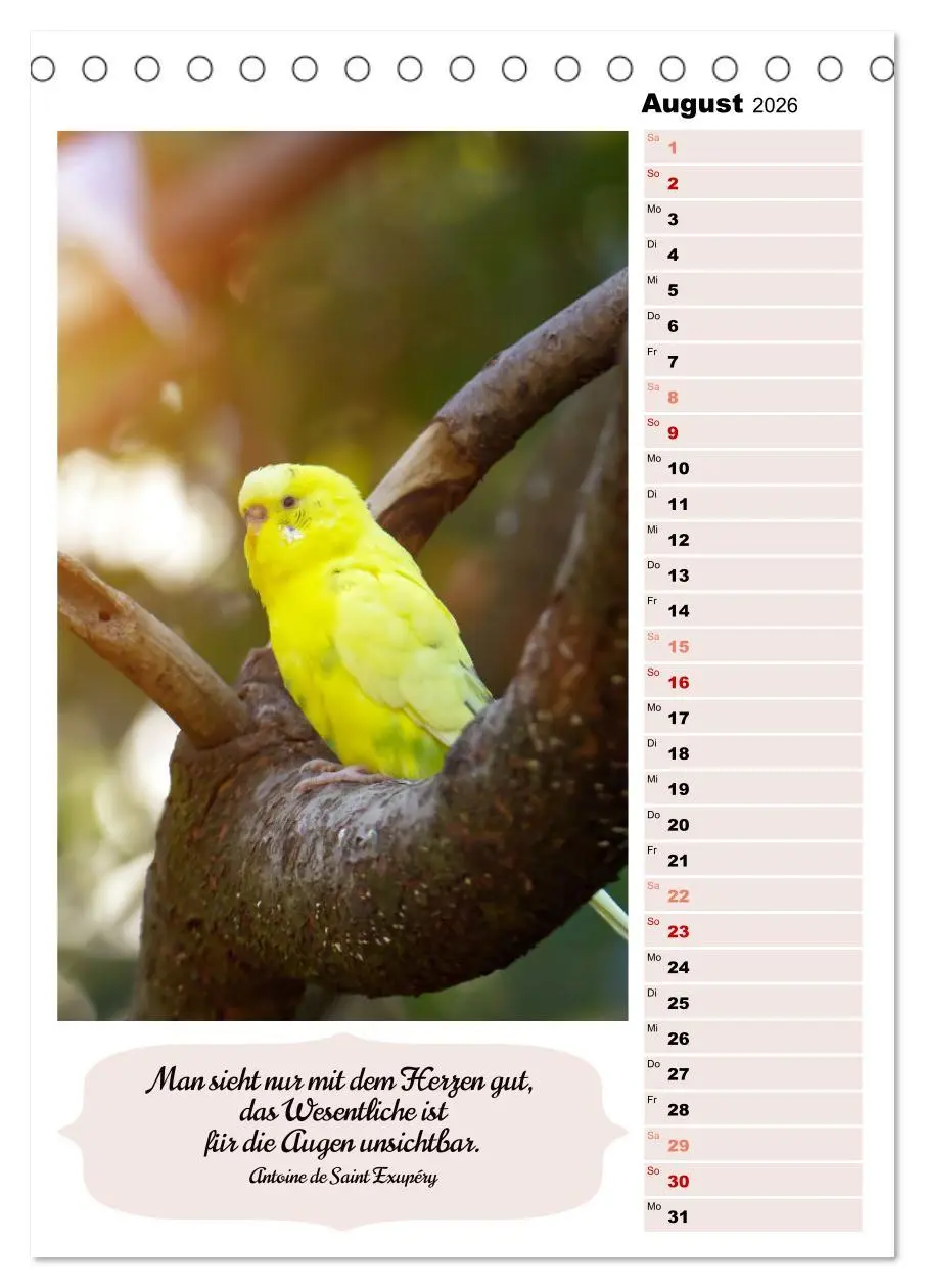 Bild: 9783516334951 | Niedliche Wellensittiche (Tischkalender 2026 DIN A5 hoch), CALVENDO...