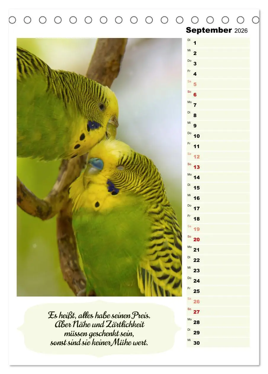 Bild: 9783516334951 | Niedliche Wellensittiche (Tischkalender 2026 DIN A5 hoch), CALVENDO...