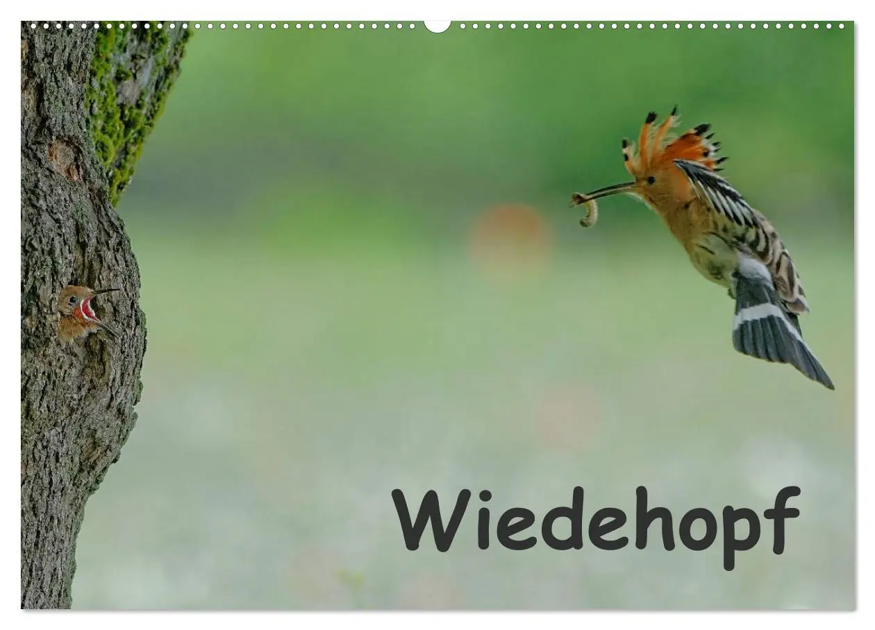 Cover: 9783457995051 | Wiedehopf (Wandkalender 2026 DIN A2 quer), CALVENDO Monatskalender