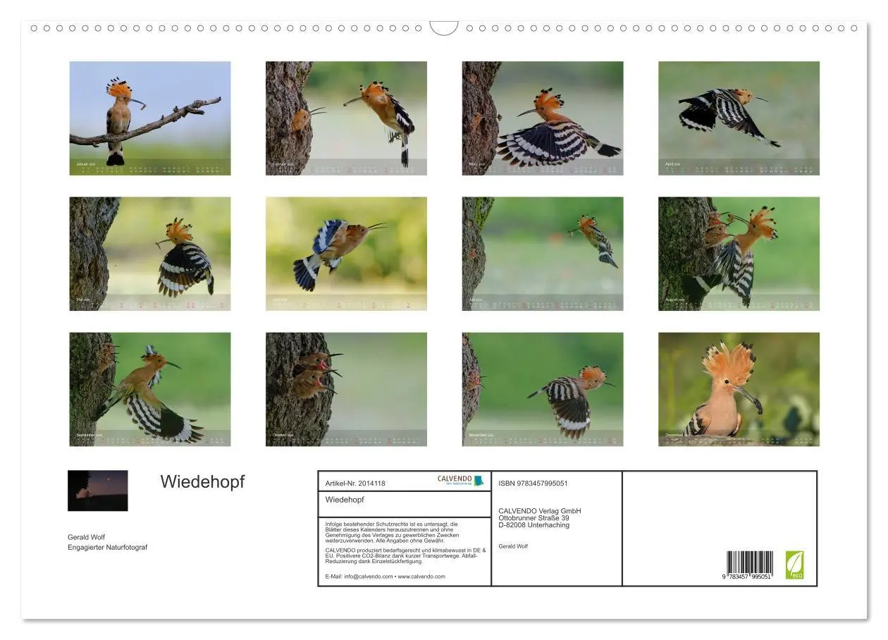 Bild: 9783457995051 | Wiedehopf (Wandkalender 2026 DIN A2 quer), CALVENDO Monatskalender