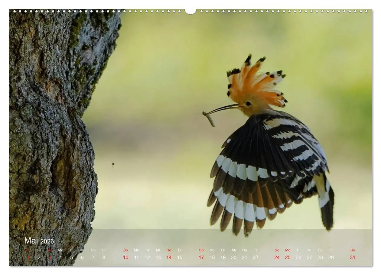 Bild: 9783457995051 | Wiedehopf (Wandkalender 2026 DIN A2 quer), CALVENDO Monatskalender