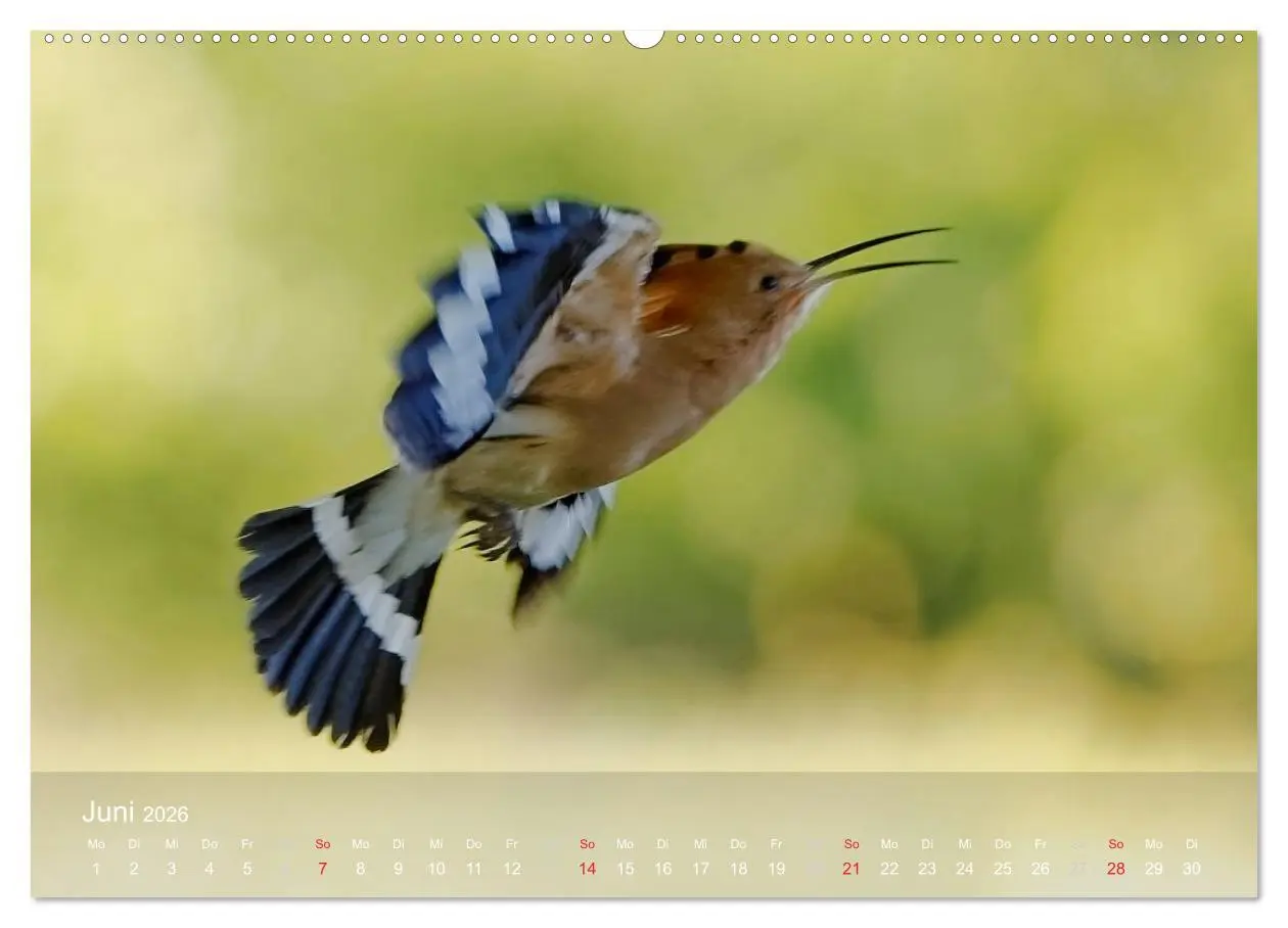 Bild: 9783457995051 | Wiedehopf (Wandkalender 2026 DIN A2 quer), CALVENDO Monatskalender