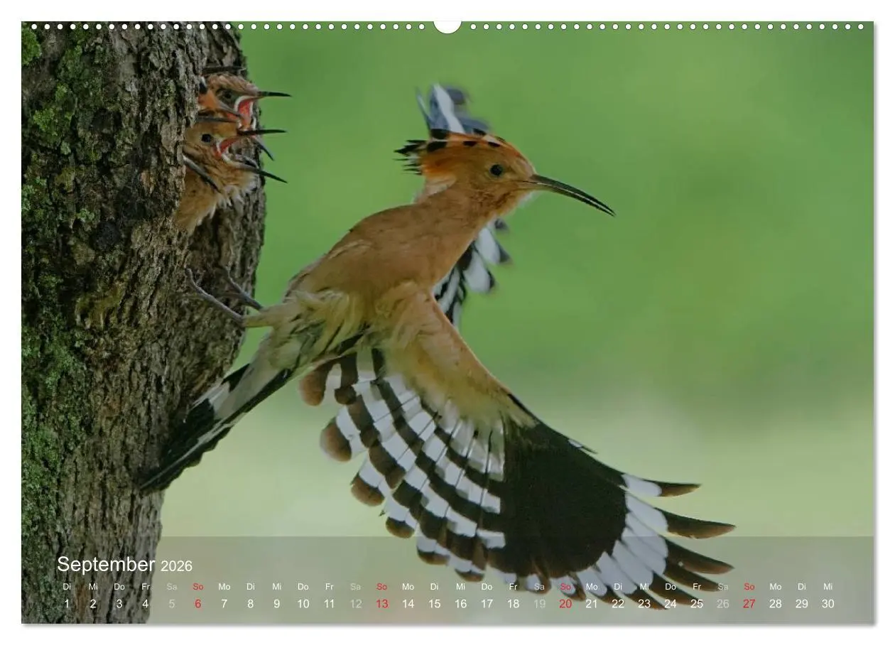 Bild: 9783457995051 | Wiedehopf (Wandkalender 2026 DIN A2 quer), CALVENDO Monatskalender