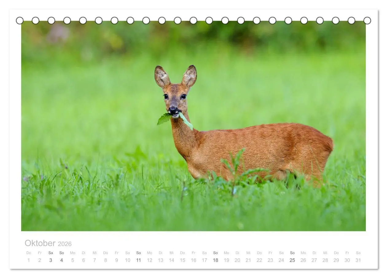 Bild: 9783457675151 | Rehwild 2026 (Tischkalender 2026 DIN A5 quer), CALVENDO Monatskalender