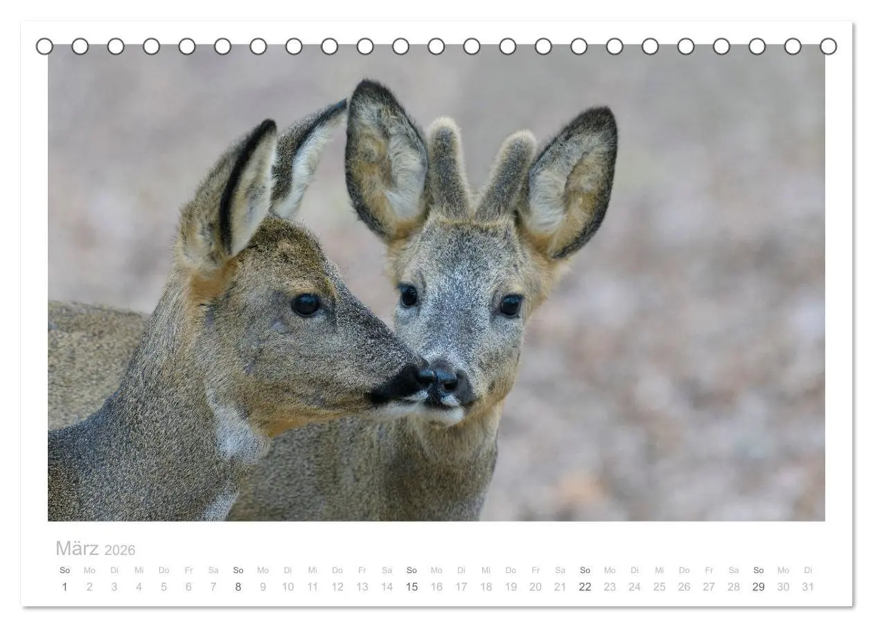 Bild: 9783457675151 | Rehwild 2026 (Tischkalender 2026 DIN A5 quer), CALVENDO Monatskalender