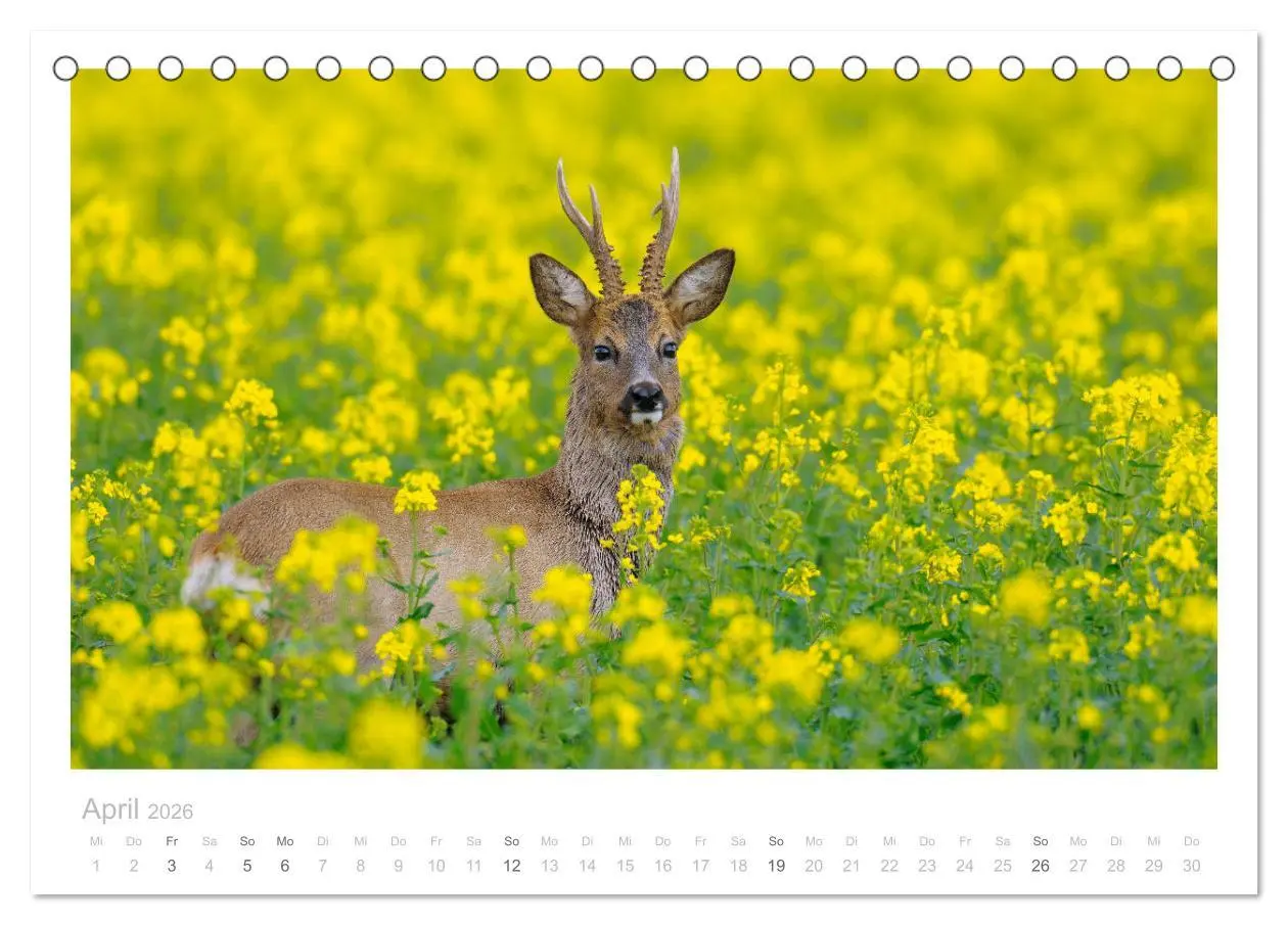 Bild: 9783457675151 | Rehwild 2026 (Tischkalender 2026 DIN A5 quer), CALVENDO Monatskalender