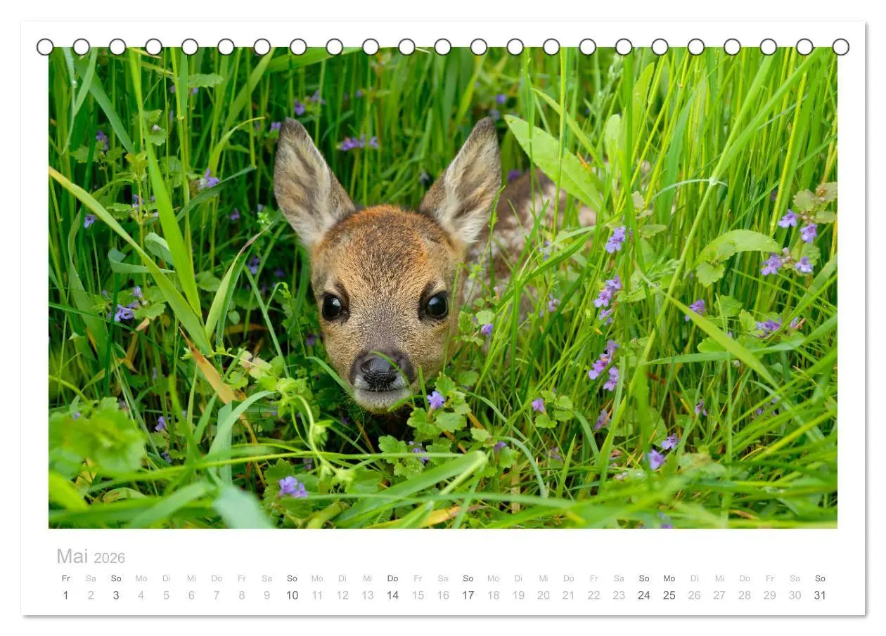 Bild: 9783457675151 | Rehwild 2026 (Tischkalender 2026 DIN A5 quer), CALVENDO Monatskalender