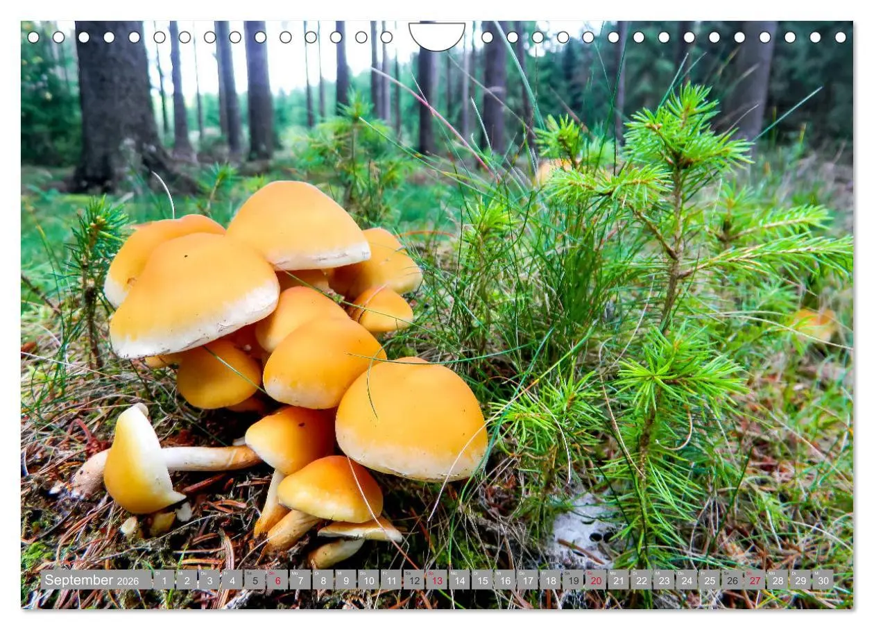 Bild: 9783457815151 | Wandern im Erzgebirge (Wandkalender 2026 DIN A4 quer), CALVENDO...