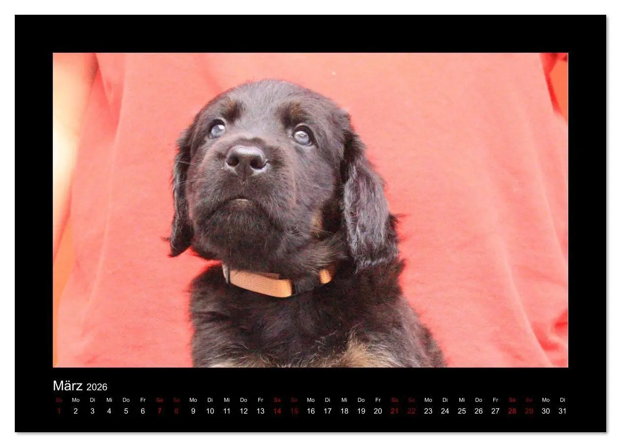 Bild: 9783457805251 | Der Hovawart... Dein Freund fürs Leben ! (Wandkalender 2026 DIN A3...