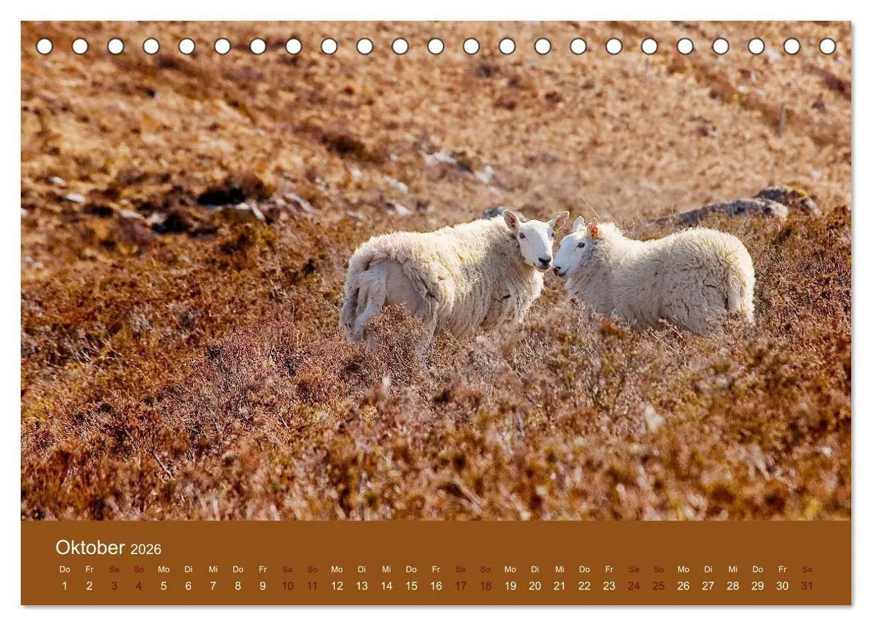 Bild: 9783457895351 | Unter Schafen - Wegbegleiter auf Reisen (Tischkalender 2026 DIN A5...