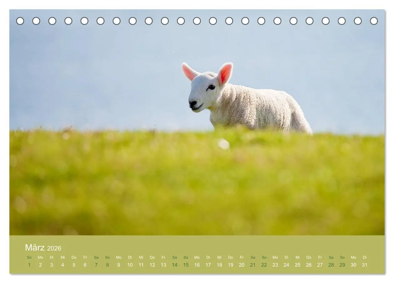 Bild: 9783457895351 | Unter Schafen - Wegbegleiter auf Reisen (Tischkalender 2026 DIN A5...