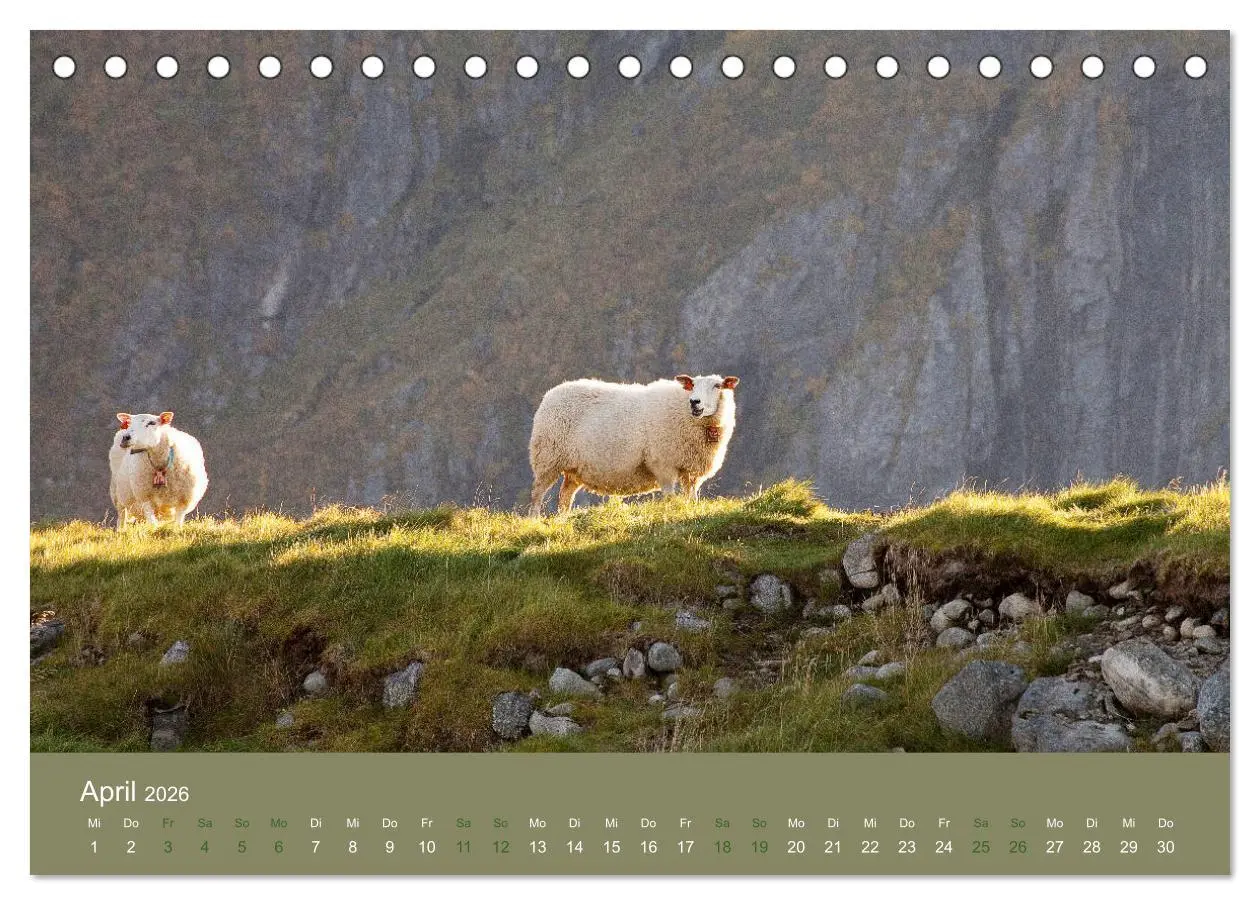 Bild: 9783457895351 | Unter Schafen - Wegbegleiter auf Reisen (Tischkalender 2026 DIN A5...