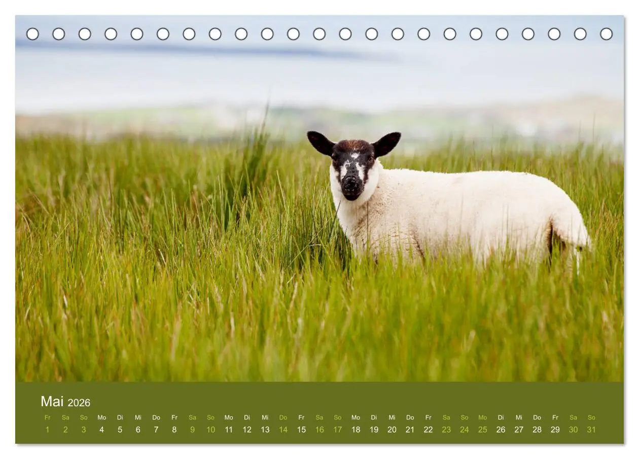 Bild: 9783457895351 | Unter Schafen - Wegbegleiter auf Reisen (Tischkalender 2026 DIN A5...