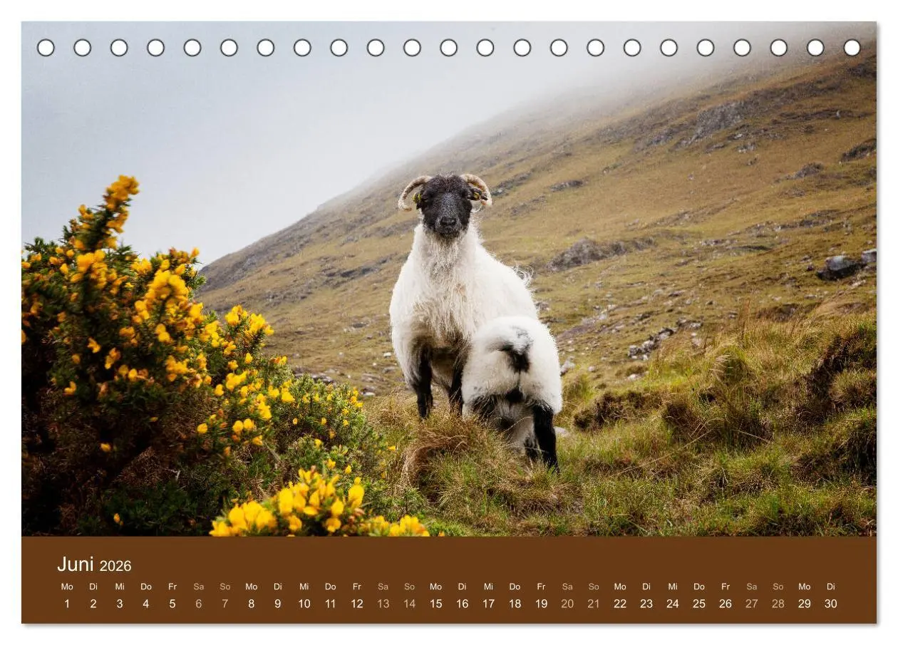 Bild: 9783457895351 | Unter Schafen - Wegbegleiter auf Reisen (Tischkalender 2026 DIN A5...