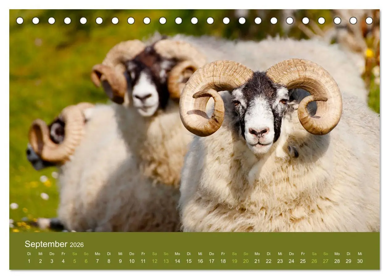 Bild: 9783457895351 | Unter Schafen - Wegbegleiter auf Reisen (Tischkalender 2026 DIN A5...