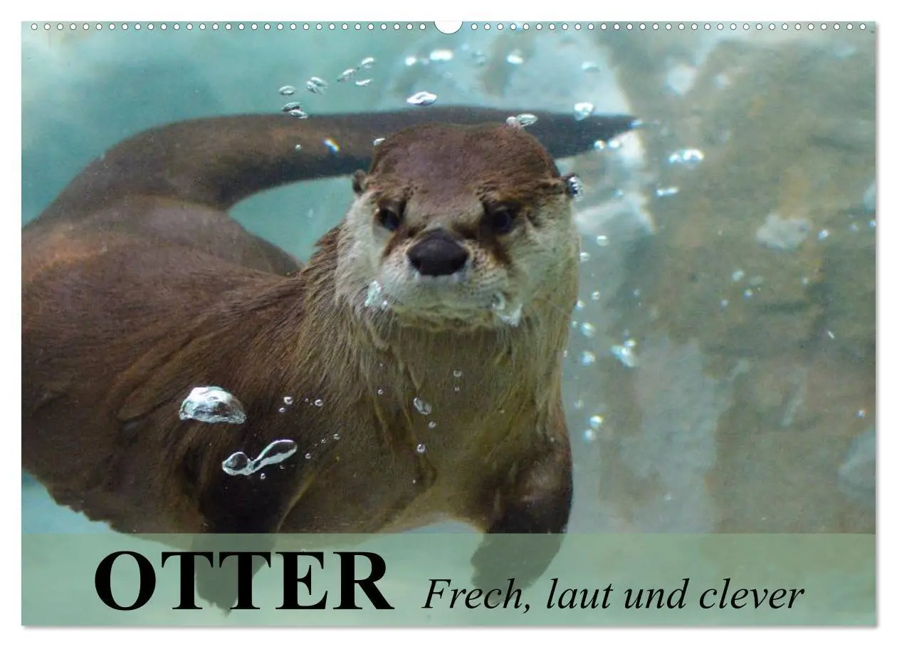 Cover: 9783516055351 | Otter. Frech, laut und clever (Wandkalender 2026 DIN A2 quer),...