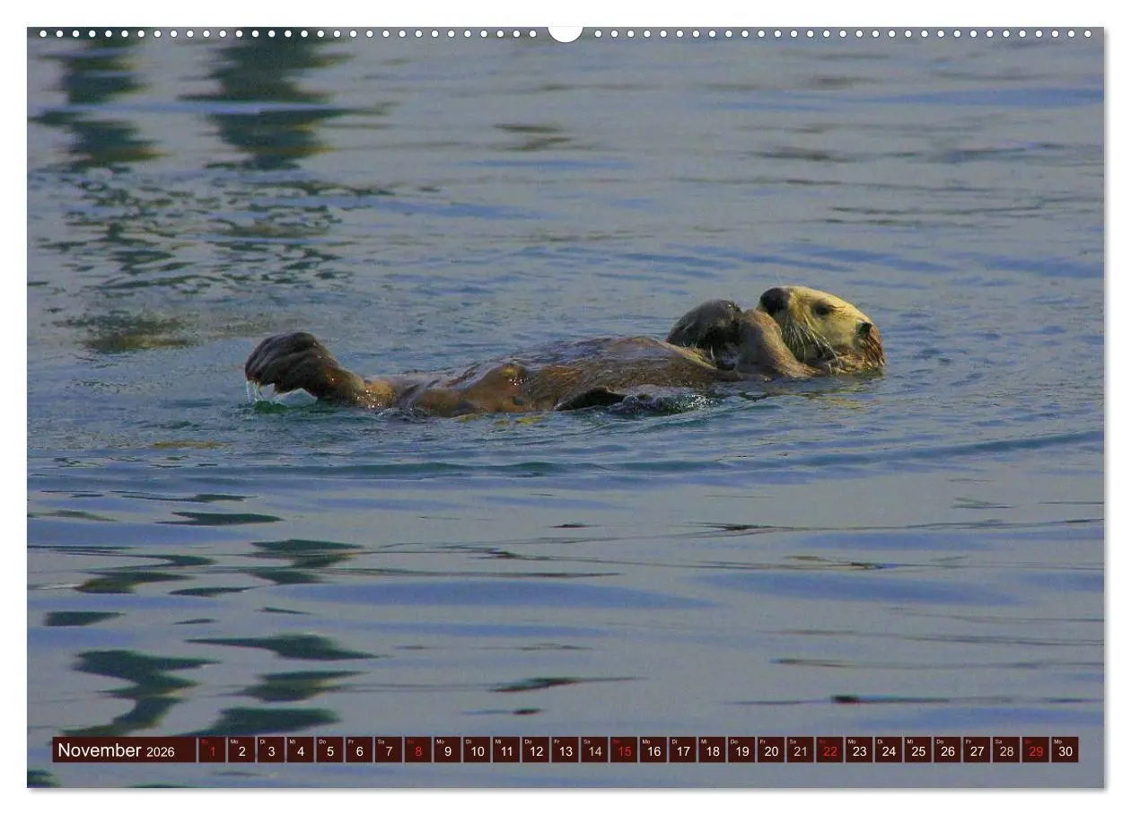 Bild: 9783516055351 | Otter. Frech, laut und clever (Wandkalender 2026 DIN A2 quer),...