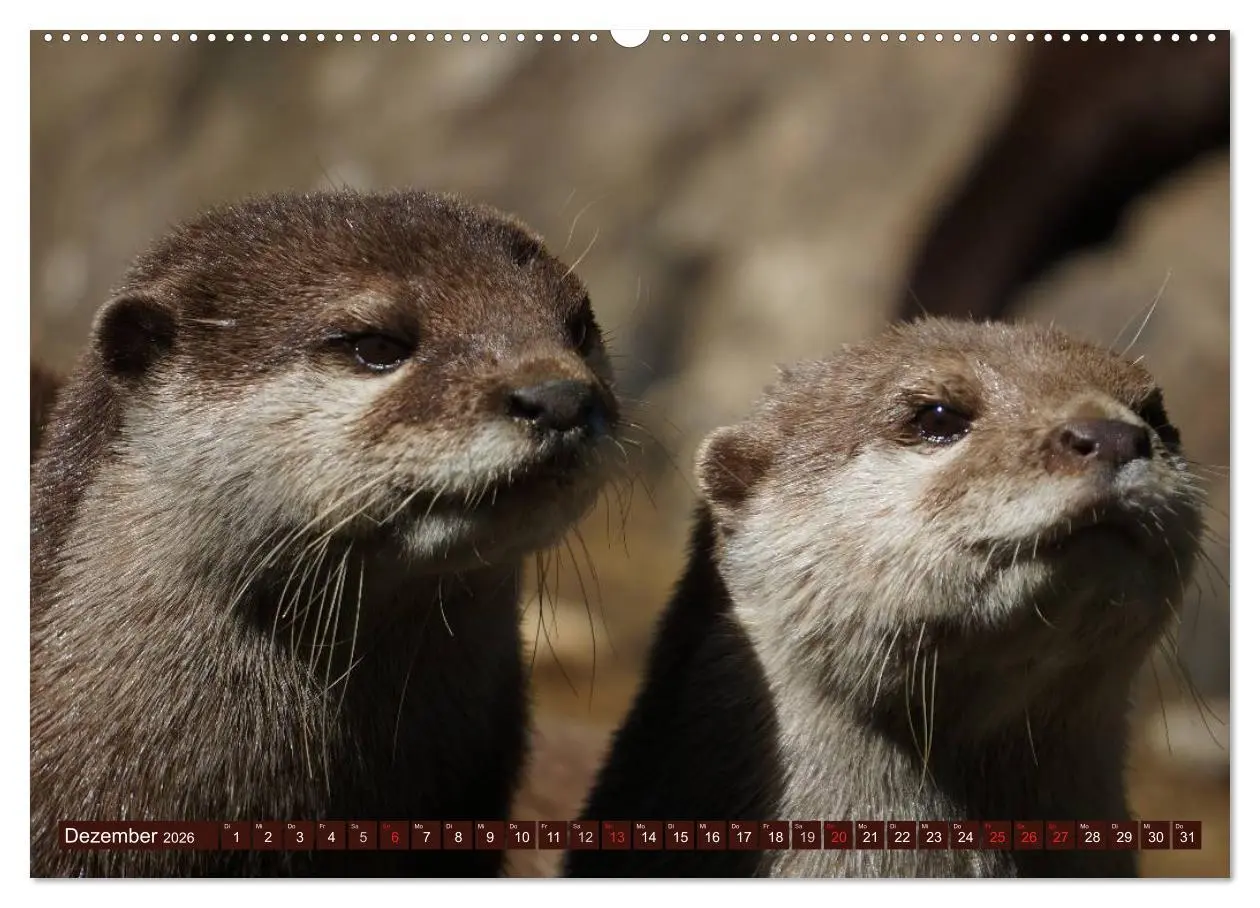 Bild: 9783516055351 | Otter. Frech, laut und clever (Wandkalender 2026 DIN A2 quer),...
