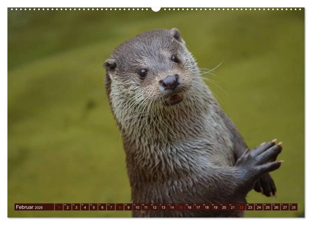 Bild: 9783516055351 | Otter. Frech, laut und clever (Wandkalender 2026 DIN A2 quer),...