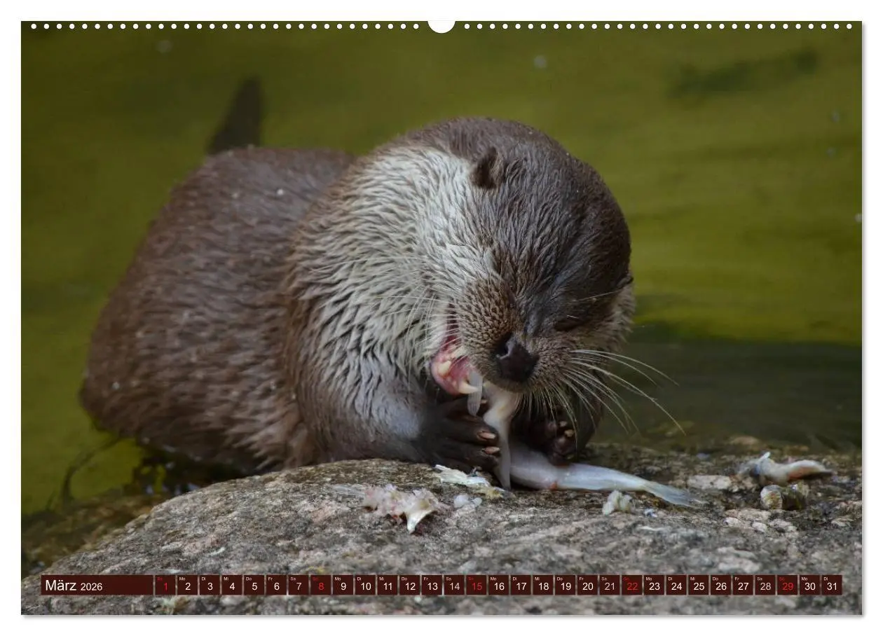 Bild: 9783516055351 | Otter. Frech, laut und clever (Wandkalender 2026 DIN A2 quer),...