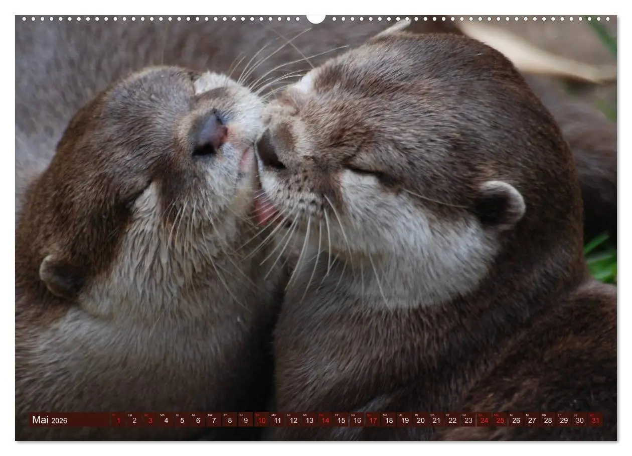 Bild: 9783516055351 | Otter. Frech, laut und clever (Wandkalender 2026 DIN A2 quer),...