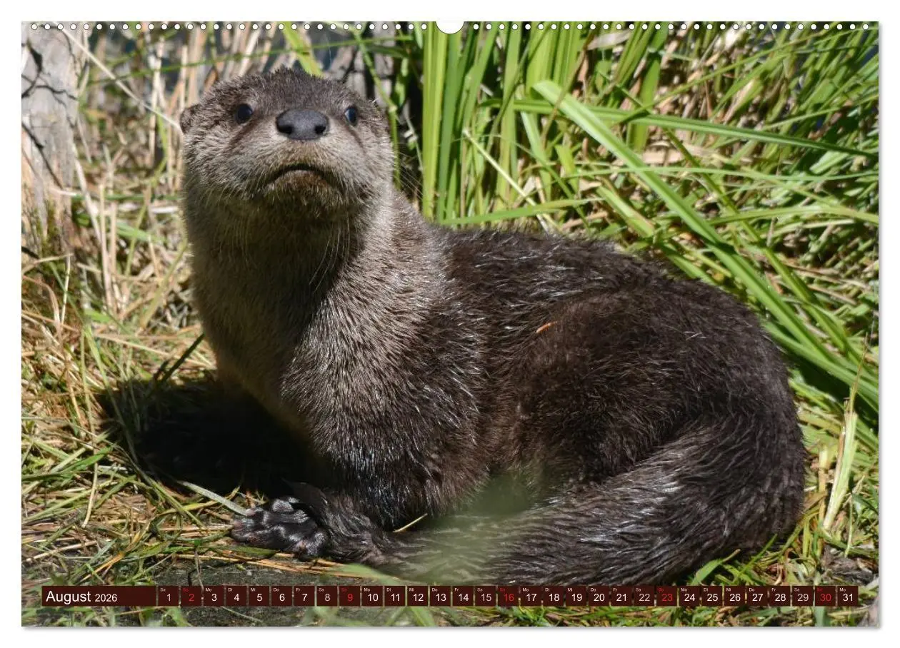 Bild: 9783516055351 | Otter. Frech, laut und clever (Wandkalender 2026 DIN A2 quer),...