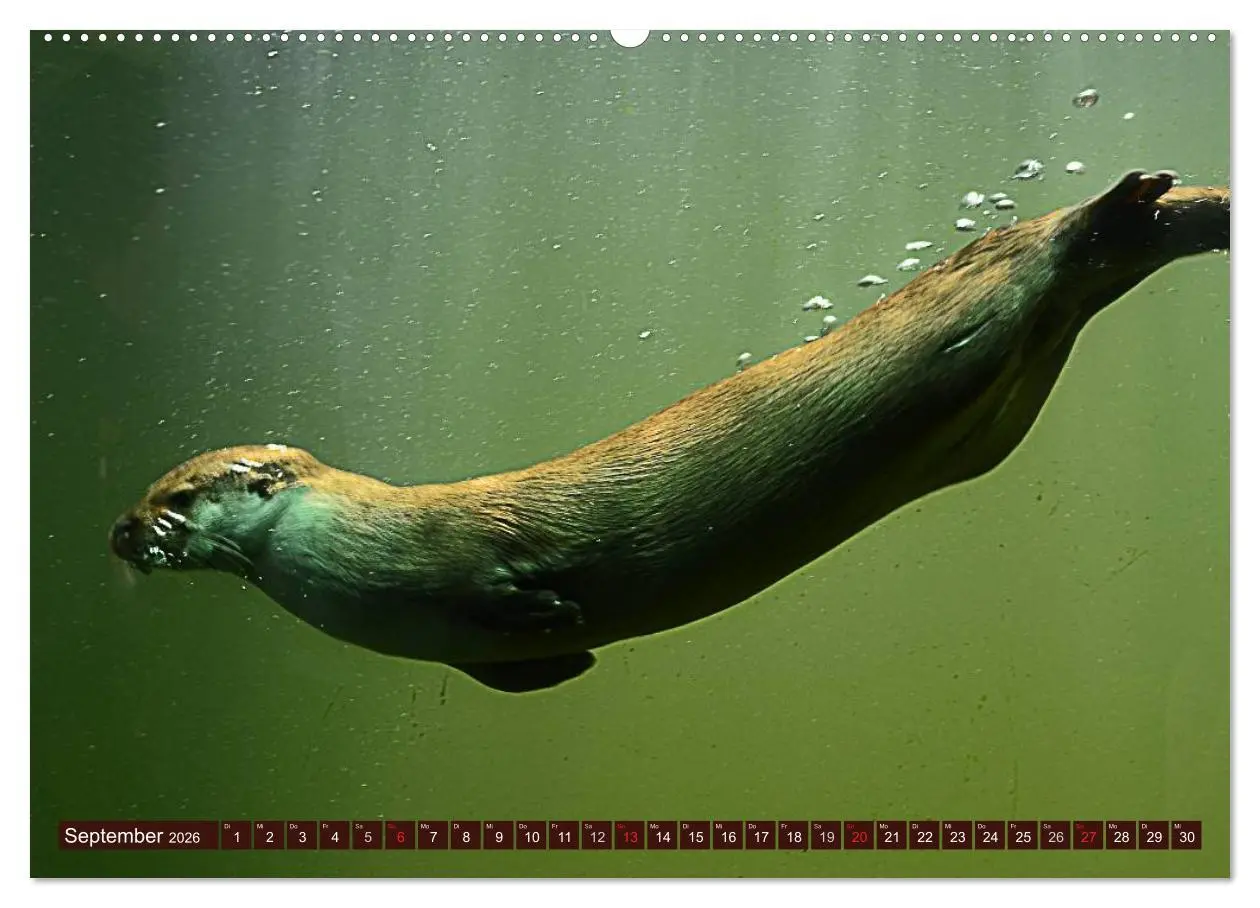 Bild: 9783516055351 | Otter. Frech, laut und clever (Wandkalender 2026 DIN A2 quer),...